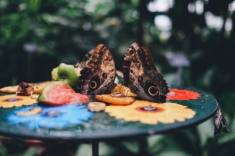 Photo: How to garden for butterflies year-round