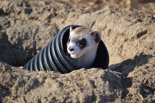 A weasel anticipating its doom.