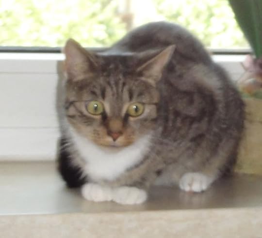 This is a sweet jessy cat. It purrs but never grins, and it was not born in Cheshire.
