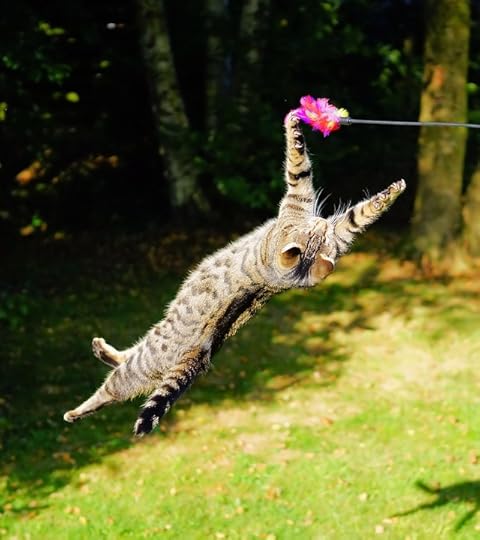 Who said that this cat won't jump? Just try to make it happy, as Tom Sawyer did, who fed Peter his aunt's medicine.