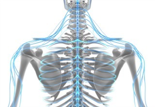 3D illustration male nervous system, medical concept.
