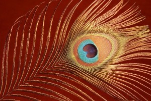 Peacock tail feather