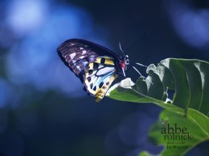 The Weight of Perseverance- Balance