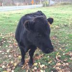 cow