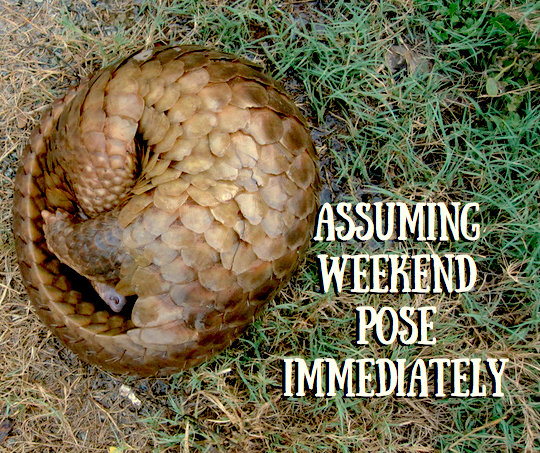 Picture of a pangolin curled in a ball with the words, 