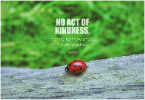 ladybug-kindness