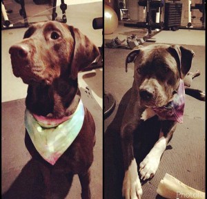 blue nose pitbull and chocolate lab