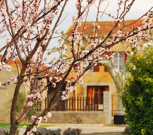 Almond-blossoms