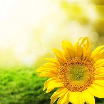 Abstract background with sunflowers over field and sunlight
