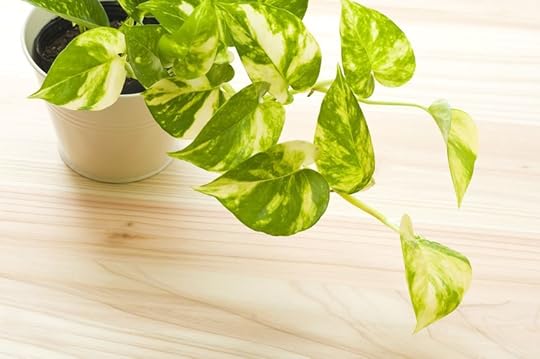 Low-Maintenance Houseplants | Easy Care House Plants | Indoor Gardening | Best Starter Plants