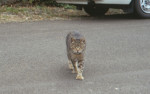 cat-seaside-9-93
