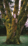 mossy-tree