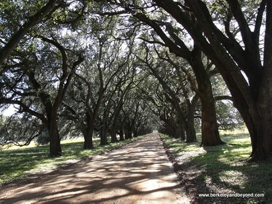 live oak allee at Evergreen Plantation in Edgard, Louisiana