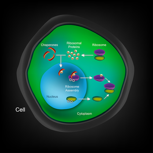 Hoelz-Ribosome-Diagram_FNL-NEWS-WEB.png