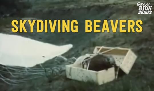 Skydiving beavers