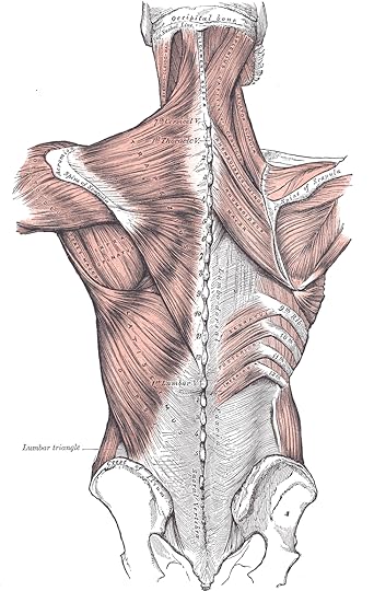 Muscle fascia of the back