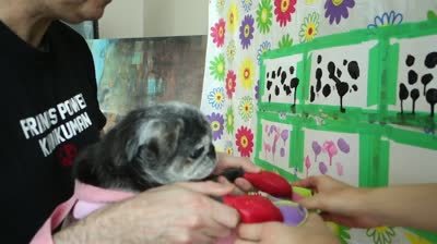 pug-art