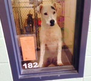 A handsome dog in a Georgia shelter tries to get a passerby's attention. 