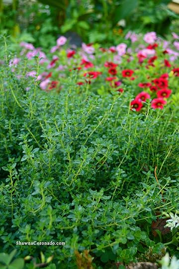 Lemon Thyme Herb Garden copyright Shawna Coronado