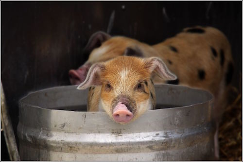 Pig_in_a_bucket.jpg