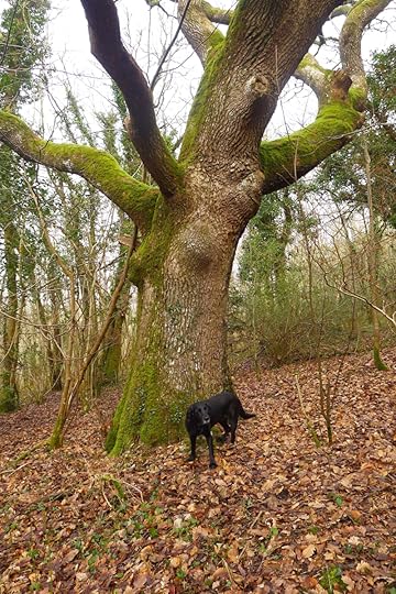 Tilly and the Oak Elder