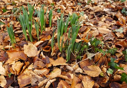 Wild daffodils emerging in the woods