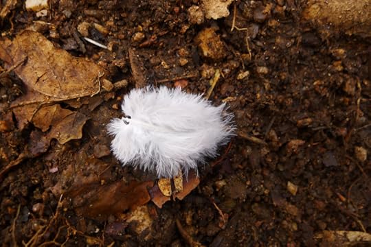White feather on the forest floor