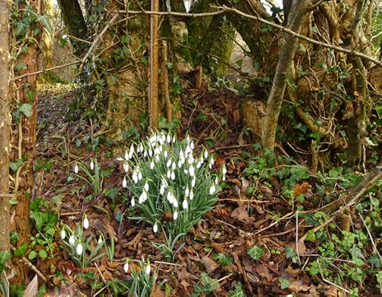 Wild snowdrops