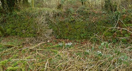 Snowdrops