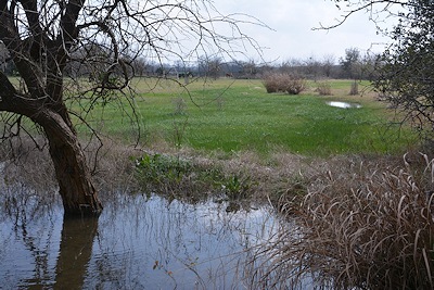 Near-meadow-drainage-2-27-17