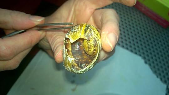 snail shell repair by Dr. Anata