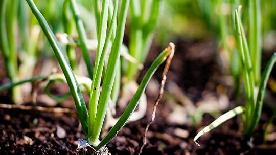 Onion Patch from Flickr via Wylio