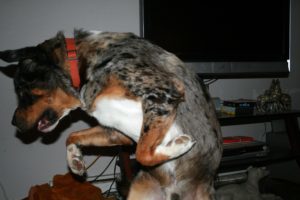 Z Monster Zeke celebrating the re-launch of my blog.