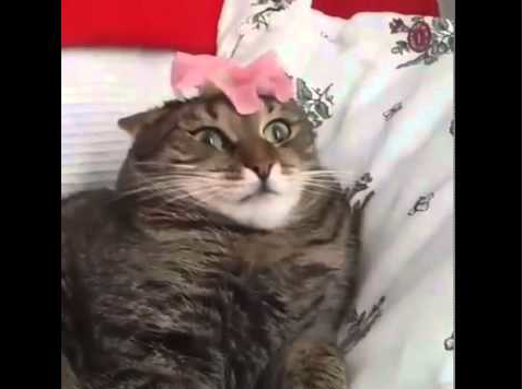 screen-shot-2017-02-20-at-9-37-41-am