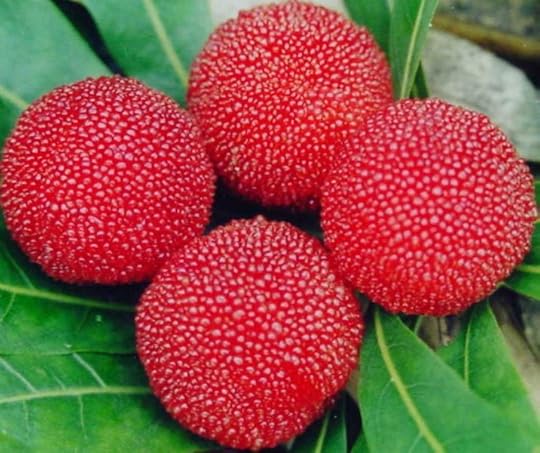 Image result for Myrica rubra