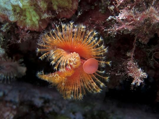 Sepulid_5926 - repeat