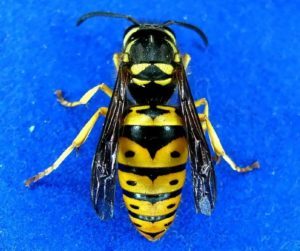 Spirit Bee yellow jacket tips