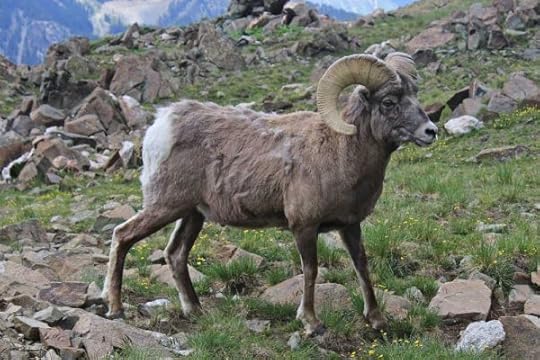 New Mexico Bighorn Sheep