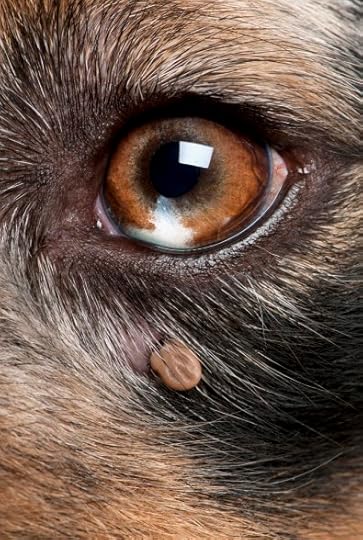 rocky mountain spotted fever transmitted by ticks