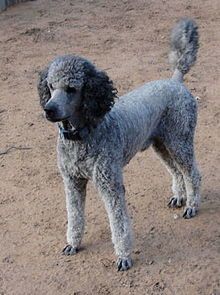 What are the best dog breeds for a person with dog allergies?: 