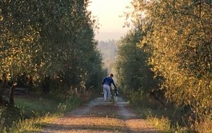 a guest walks her poodle at Podere la Strega