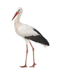 stork