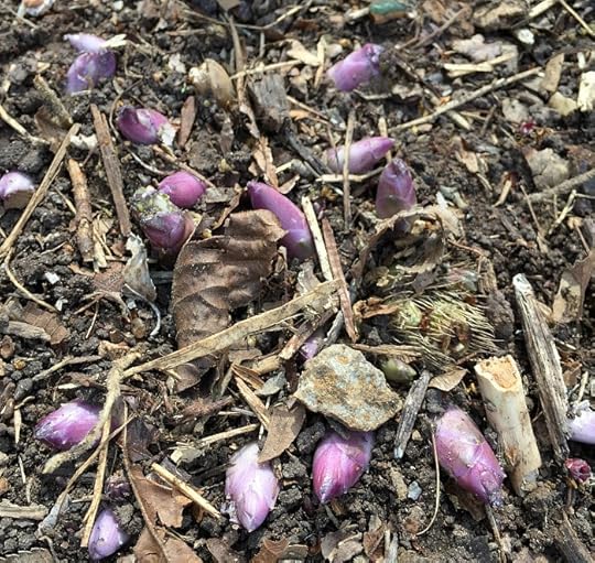 hosta