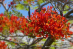 Soft Focus experiment
