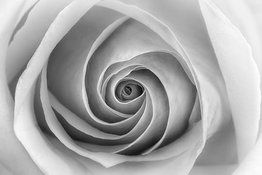 White Rose in Black and White 2 © Harold Davis