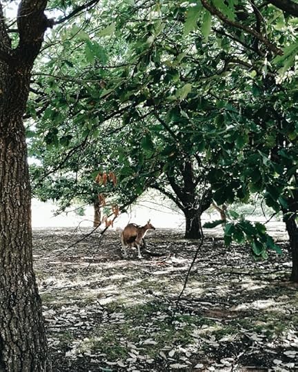 Kangaroo, Canberra