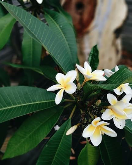 Frangipani