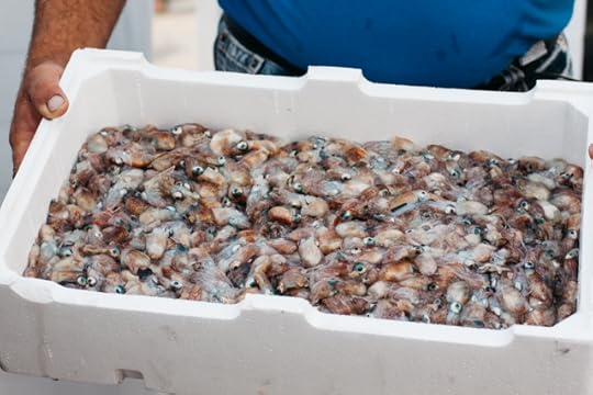 baby squid fresh off the fishing boat