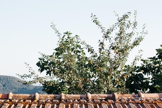il baciarino maremma