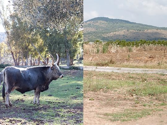 maremman cattle